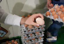 껍질 깨져 내용물 누출된 계란으로, 요리까지 만들어 판매