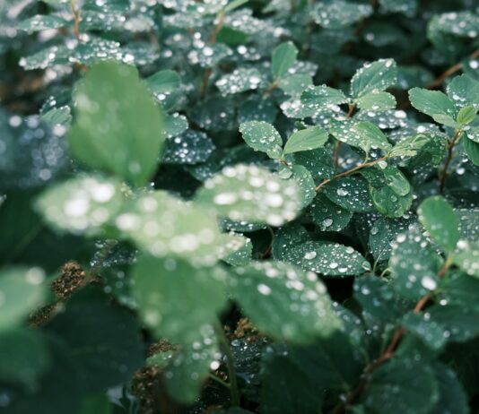 여름철 건강한 야외 피크닉 준비법 a close up of a plant with water droplets on it