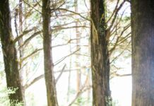 가을 운동, 체중 감량과 건강 유지의 핵심 전략 people walking on dirt road between trees during daytime
