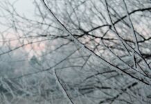 건강 유지의 비결, 면역력 관리 a red fire hydrant sitting on the side of a road