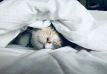 “잘 자야 잘 산다”…한국인 위한 수면 건강 트렌드와 실천법 white cat sleeps under white comforter