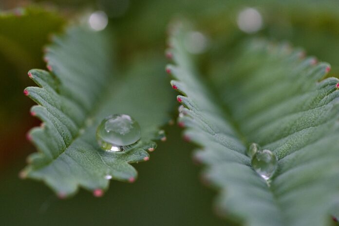 water droplets on a leaf